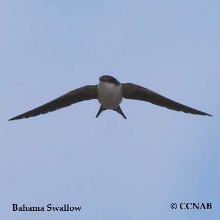 Bahama swallow Bahama Swallow North American Birds Birds of North America