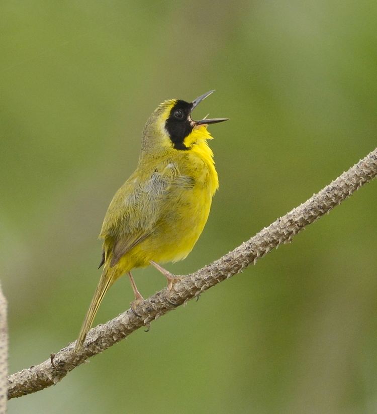 Bahama yellowthroat Bahama Yellowthroat THE BIRDS OF ABACO