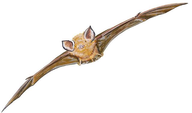 Bahaman funnel-eared bat animaldiversityorgcollectionscontributorsGrzim
