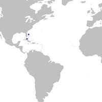 Bahamas sawshark httpsuploadwikimediaorgwikipediacommonsthu