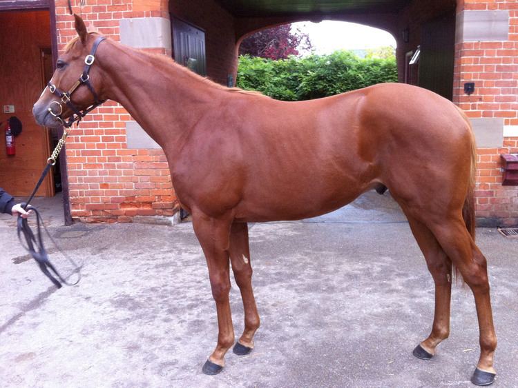 Bahamian Bounty 2013 Tattersalls Yearling Sales Houghton Bloodstock Consignment