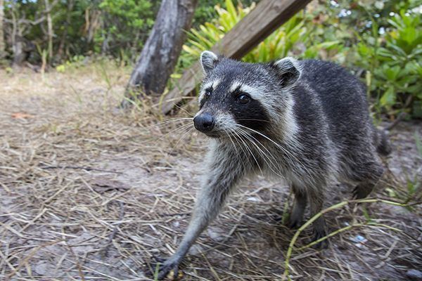 Bahamian raccoon httpssmediacacheak0pinimgcom736x467c2b