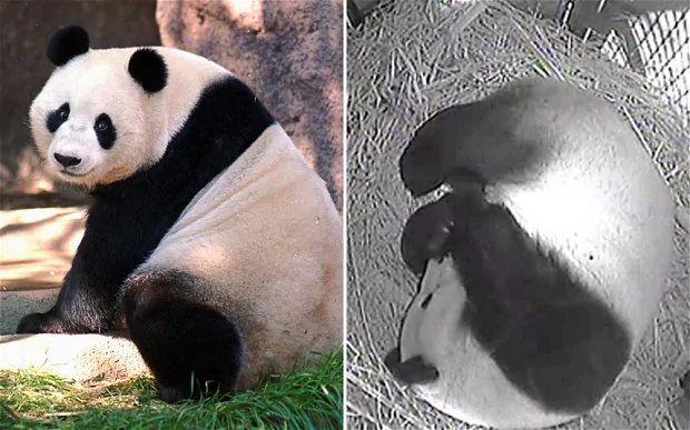Bai Yun (politician) Giant panda Bai Yun gives birth to sixth cub Telegraph