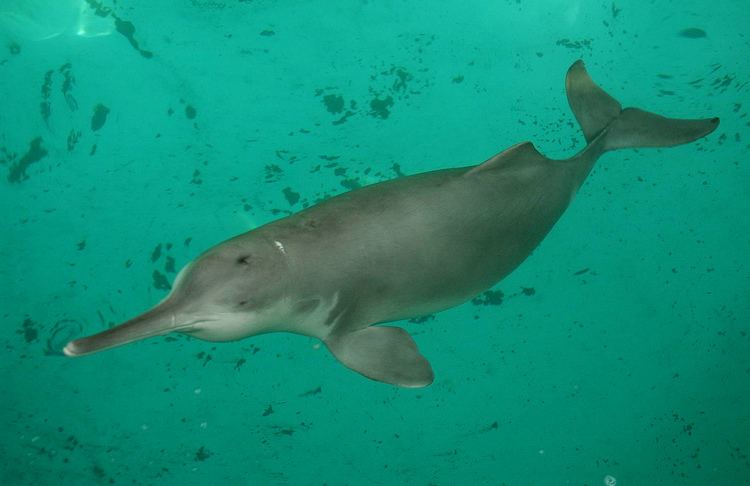 Baiji Ghost in the river Is the Yangtze River dolphin Extinct The