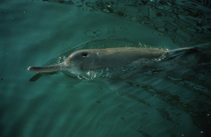 Baiji The baiji the first dolphin to be declared extinct in modern times