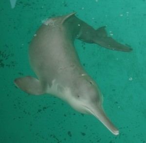 Baiji Baiji IUCN SSC Cetacean Specialist Group