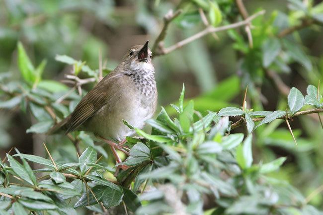 Baikal bush warbler orientalbirdimagesorgimagesdatabaikalbushwarbl