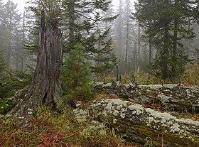 Baikal Nature Reserve httpsuploadwikimediaorgwikipediacommonsthu