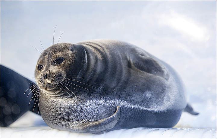 Baikal seal Kill 7000 seals to save the unique Lake Baikal population39