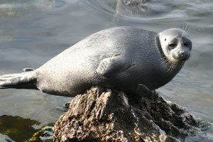 Baikal seal Absolute Siberia Wildlife Viewing