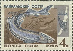Baikal sturgeon httpsuploadwikimediaorgwikipediacommonsthu