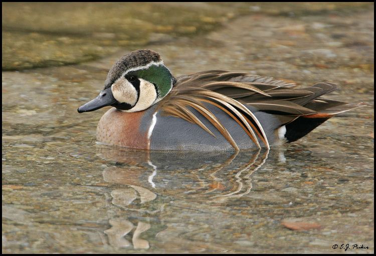 Baikal teal Baikal Teal Page