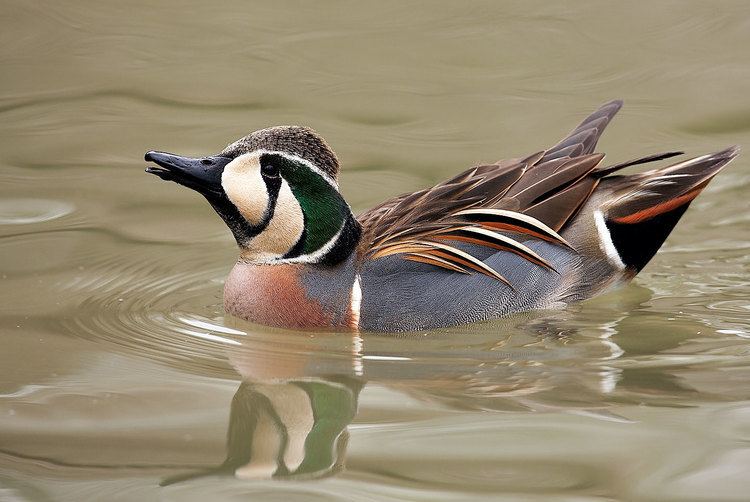 Baikal teal 1000 images about Baikal Teal Duck on Pinterest