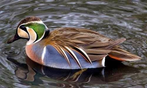 Baikal teal Baikal teal Birds of India