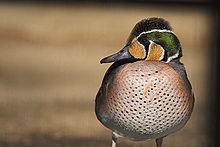 Baikal teal httpsuploadwikimediaorgwikipediacommonsthu