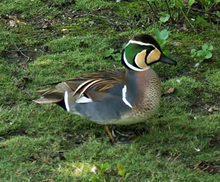 Baikal teal Baikal teal Wikipedia