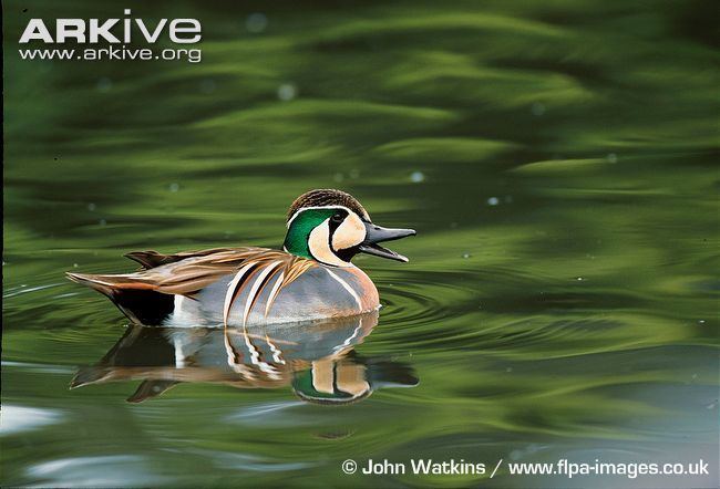 Baikal teal Baikal teal videos photos and facts Anas formosa ARKive