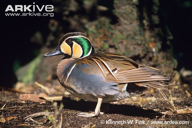 Baikal teal Baikal teal videos photos and facts Anas formosa ARKive