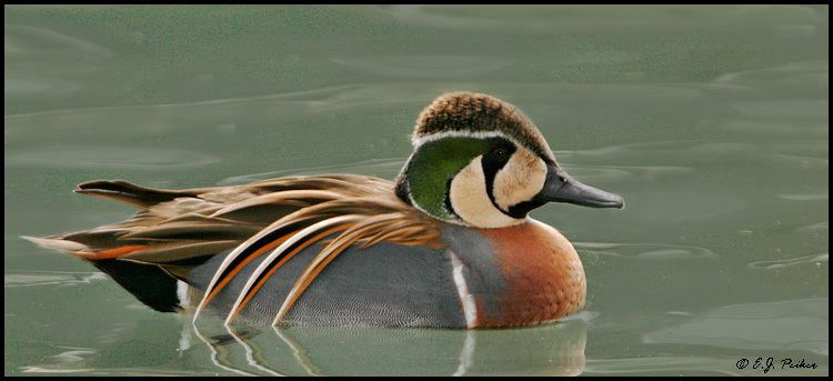 Baikal teal Baikal Teal Page