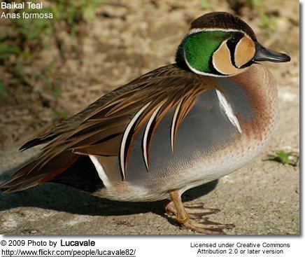 Baikal teal Baikal Teals Anas formosa