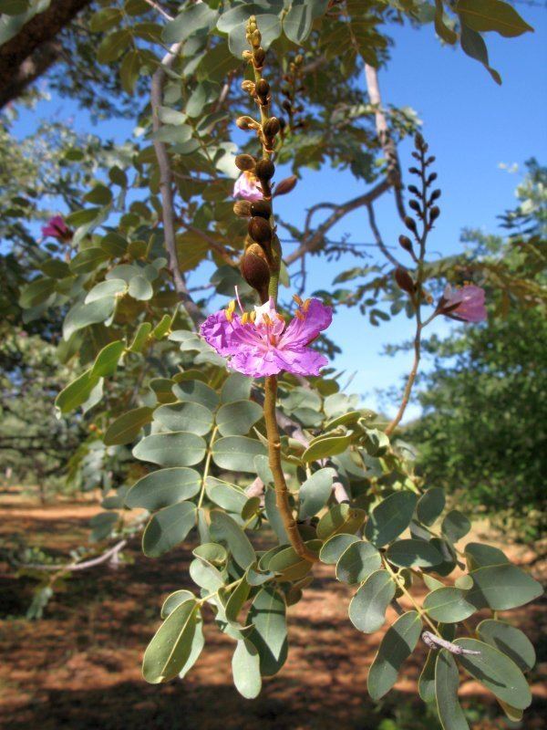Baikiaea plurijuga Photo Guide to Plants of Southern Africa