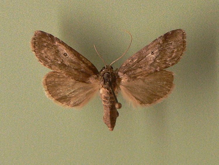 Baileya (moth)