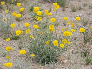 Baileya (plant) Baileya multiradiata Desert Marigold Southeastern Arizona