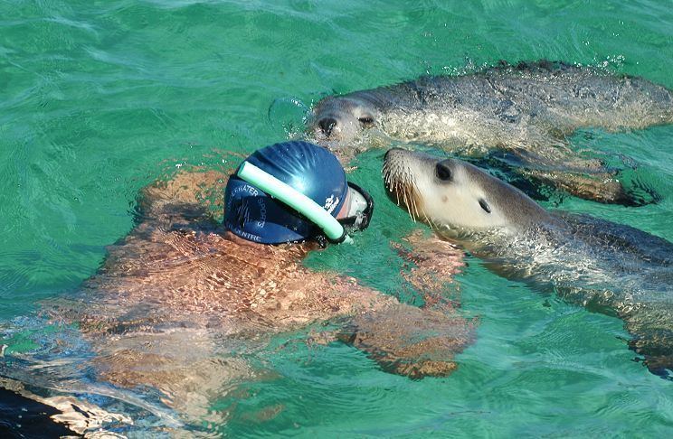Baird Bay Baird Bay Sea Lion and Dolphin Swim Eyre peninsular South Australia
