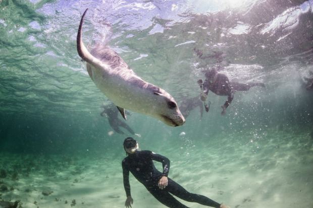 Baird Bay Swim with sea lions in Eyre Peninsula South Australia