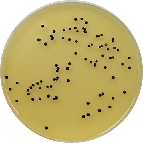 Baird–Parker agar PP1420 Baird Parker Agar with 5 Egg Yolk Tellurite E amp O