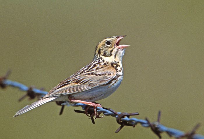 Baird's sparrow Baird39s Sparrow Ammodramus bairdii