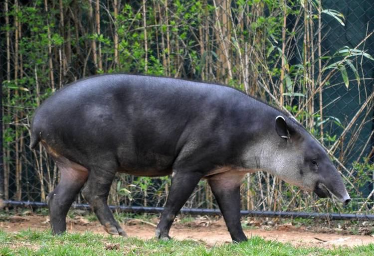 Baird's tapir Baird39s Tapir ZooChat