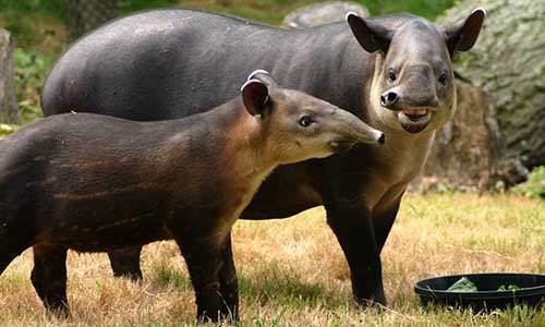 Baird's tapir Baird39s Tapir Franklin Park Zoo
