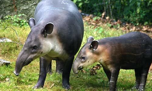 Baird's tapir Baird39s Tapir Franklin Park Zoo