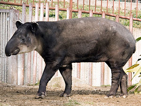 Baird's tapir Baird39s Tapir Central American TapirEndangered animals listOur