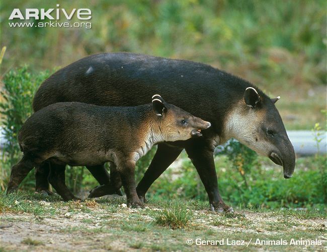 Baird's tapir Baird39s tapir photo Tapirus bairdii G115385 ARKive