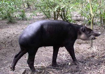 Baird's tapir Baird39s Tapir The Animal Files