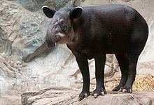Baird's tapir httpsuploadwikimediaorgwikipediacommonsthu