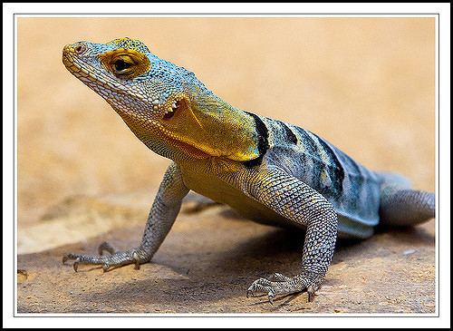 Baja blue rock lizard Baja Blue Rock Lizard Blauer Felsenleguan Petrosaurus th Flickr