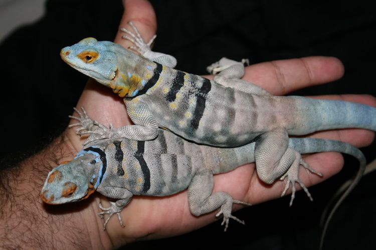 Baja blue rock lizard For Sale CBB 2014Petrosaurus thalassinus Baja Blue Rock Lizards