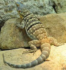 Baja blue rock lizard httpsuploadwikimediaorgwikipediacommonsthu