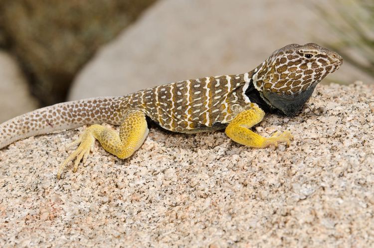 Baja California collared lizard Baja California Collared Lizard Baja California Collared L Flickr