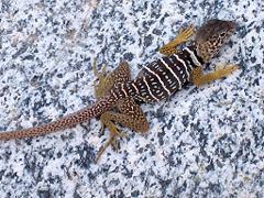 Baja California collared lizard httpsuploadwikimediaorgwikipediacommonsthu
