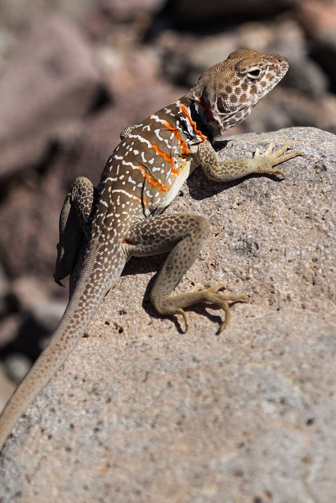 Baja California collared lizard Baja California Collared Lizard Crotaphytus vestigium Flickr