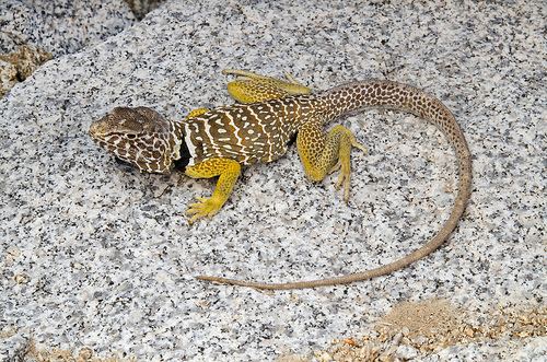 Baja California collared lizard Flickriver Photoset 39Baja Collared Lizards39 by The Horned Jack Lizard