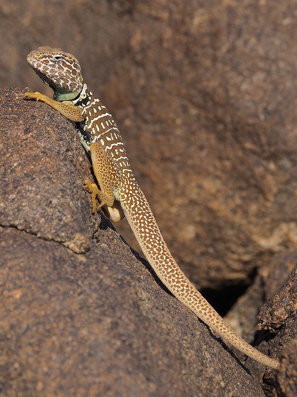 Baja California collared lizard 1000 images about Lizards on Pinterest