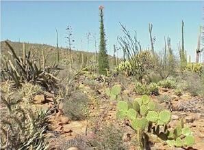 Baja California Desert BAJA DESERT
