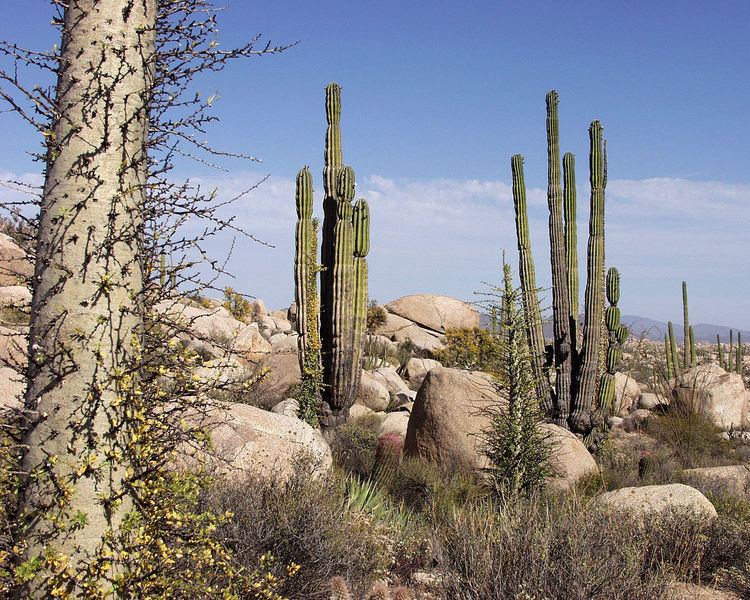 Baja California Desert httpsuploadwikimediaorgwikipediacommonsthu