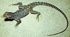 Baja California leopard lizard httpsuploadwikimediaorgwikipediacommonsthu