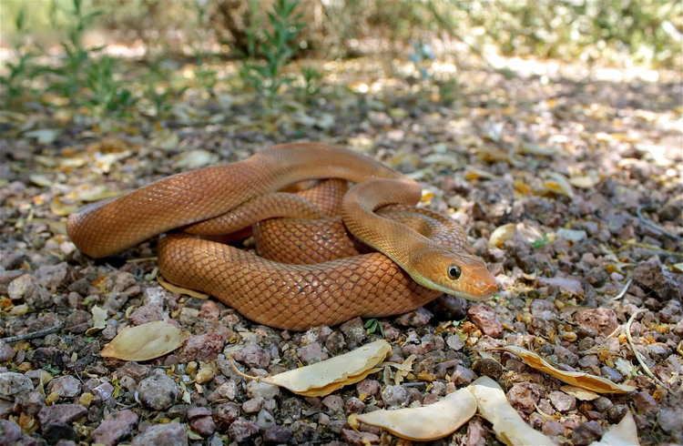 Baja California rat snake i52tinypiccomnbyuehjpg